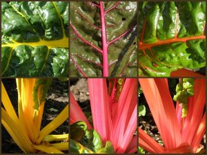 Each variety has its own distinctive external features.