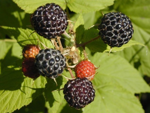 Varietà di lamponi neri del Cumberland