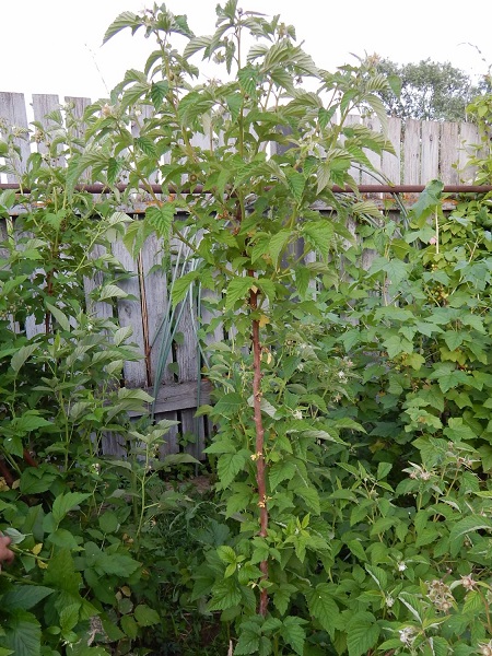 Raspberry Krepysh looks like a bush