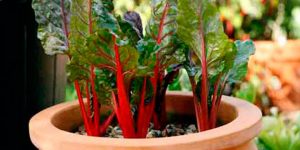 When the right conditions are created, Mangold will grow on the windowsill.