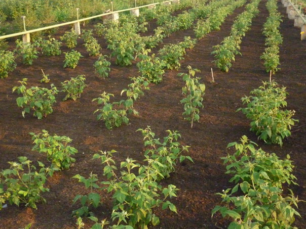 Planting seedlings