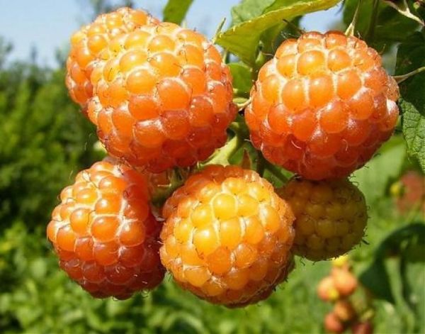Varietà a frutto giallo lampone Cumberland