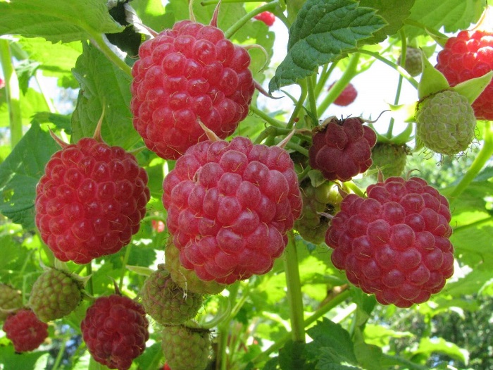 Varietà di lamponi Tarusa