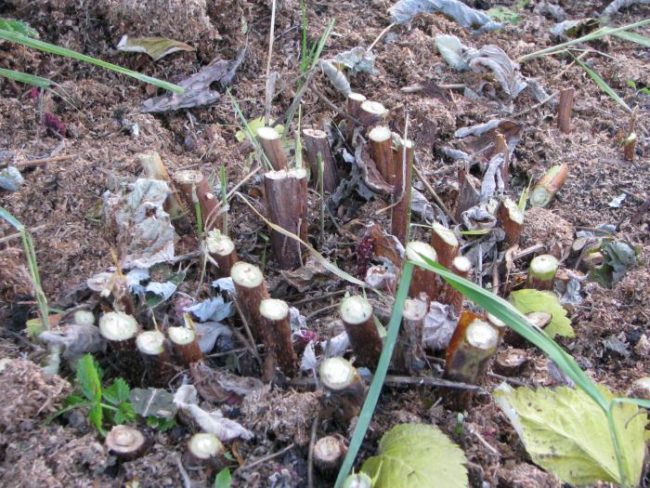 Potatura