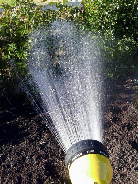 Watering Tips for Raspberries