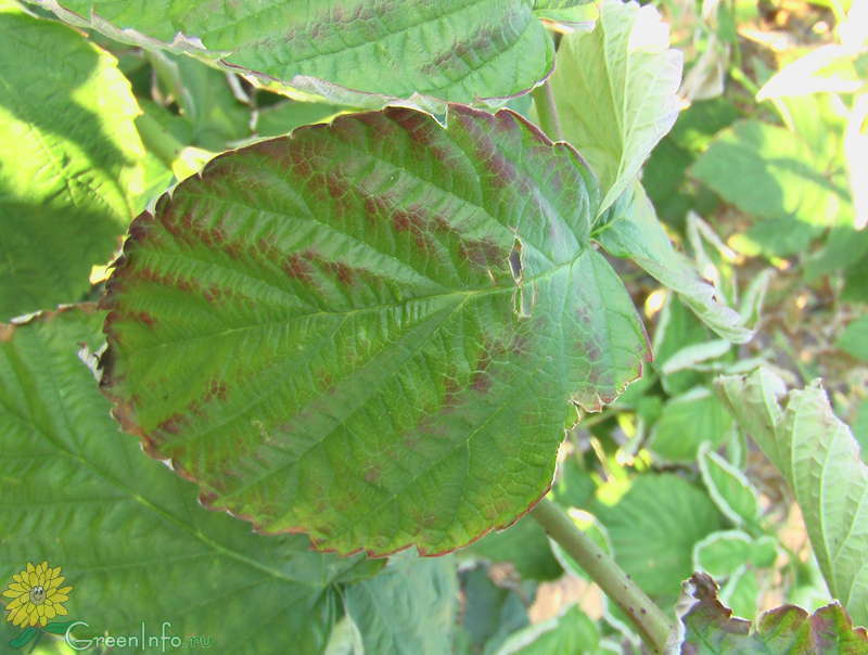 Malattia del lampone