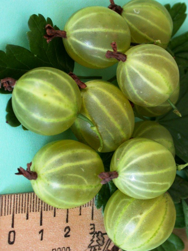 Rich harvest of Malachite gooseberries