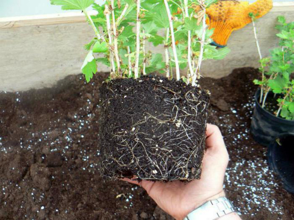 Malachite gooseberry seedling