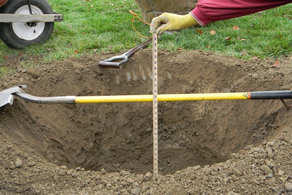 Preparazione per piantare una piantina in piena terra