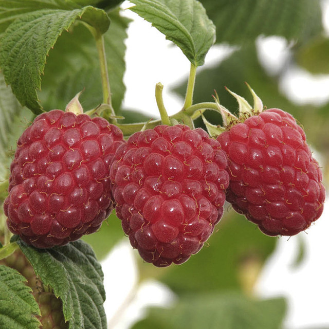 Externally, raspberry Glen Fine has almost no differences from its parent variety Glen Ample
