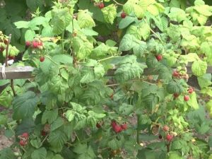 Vera variety is preferred by many gardeners and gardeners.