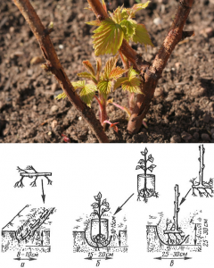 For Vera raspberries to give a good harvest, it is important to plant them correctly.