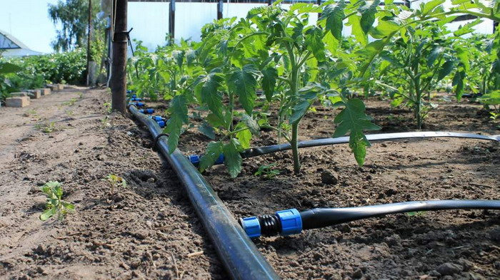 For Zyugan's raspberries, drip irrigation is most suitable