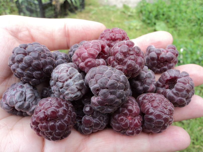 The main difference between raspberry Glen Coe is its color