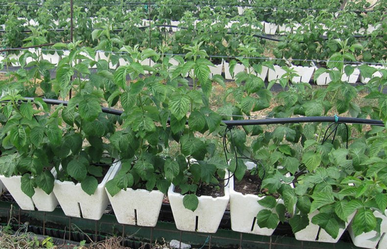 Le piantine di lampone dovrebbero avere un aspetto sano