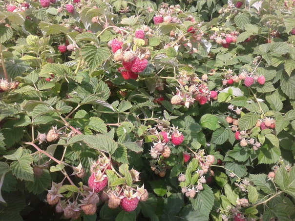 Raspberry Glen Erich - a worthy selection achievement