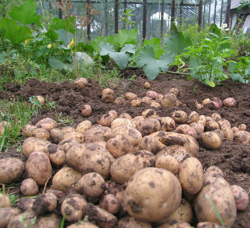 La raccolta delle patate Ramos piace piacevolmente con la sua abbondanza