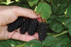 Ogni varietà di mora ha le sue caratteristiche