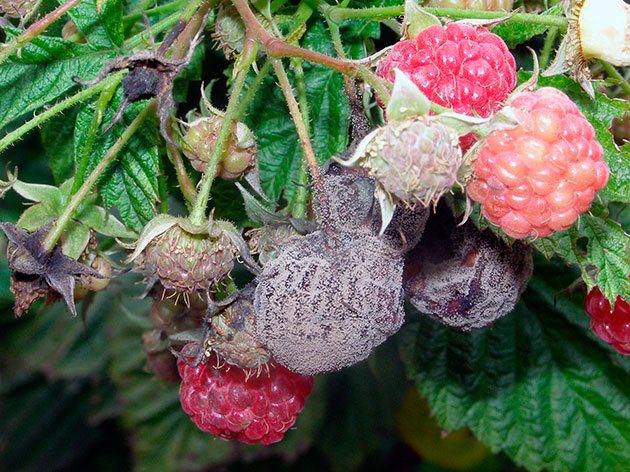 I lamponi infettati da marciume grigio non sembrano affatto appetitosi