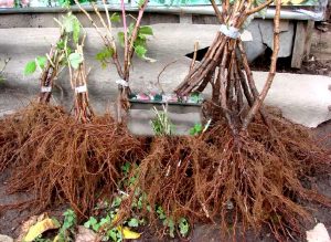 Choosing the right seedling is a guarantee of a good harvest.
