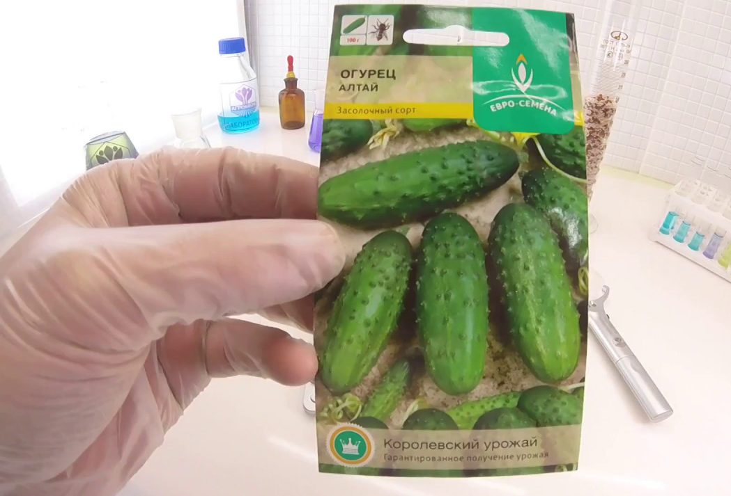 Piantine di cetriolo Alatay