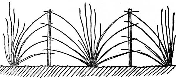 Principio della giarrettiera del ventilatore