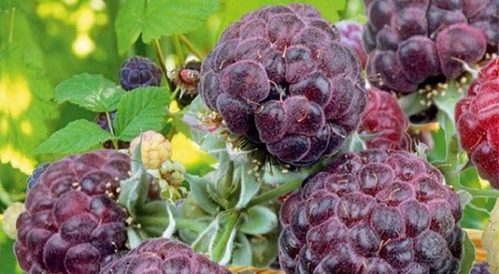 Raspberry Parple Jewel