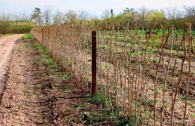 Raspberry on a trellis