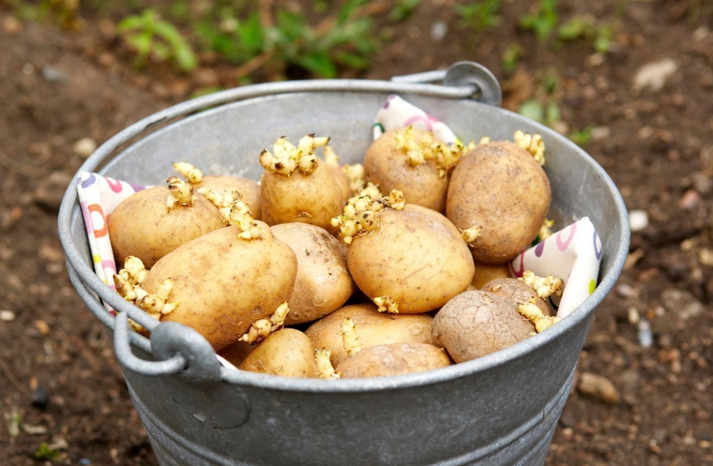 Patate germogliate per la semina