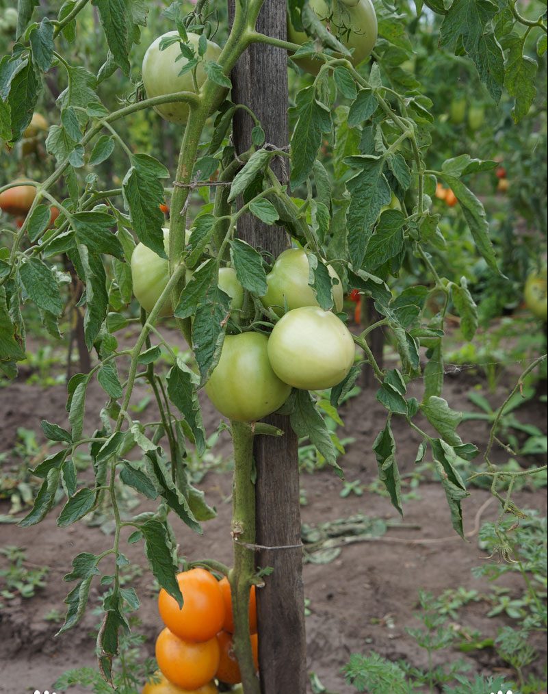 Maturazione arancia pomodoro