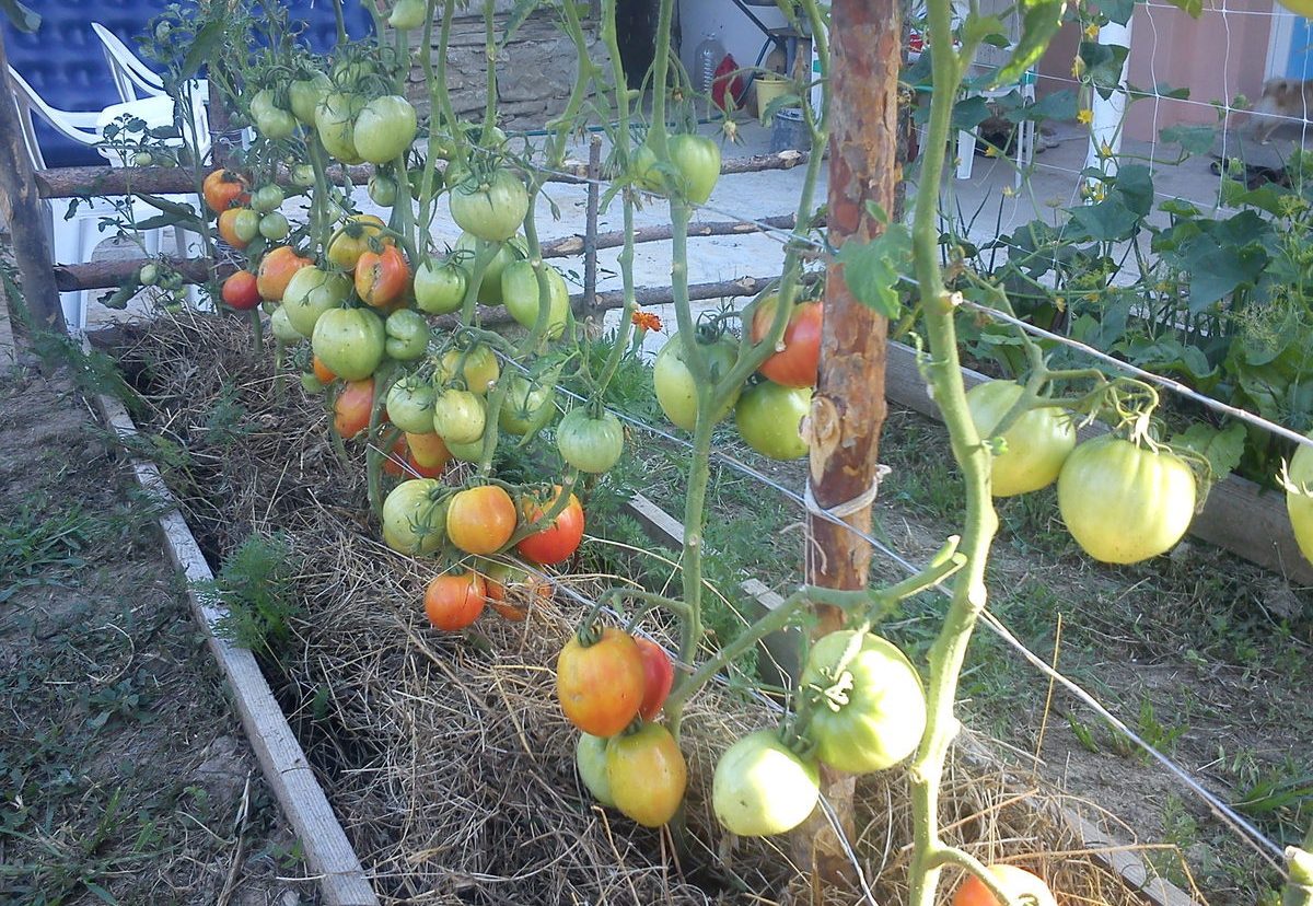 Il pomodoro Kemerovets matura