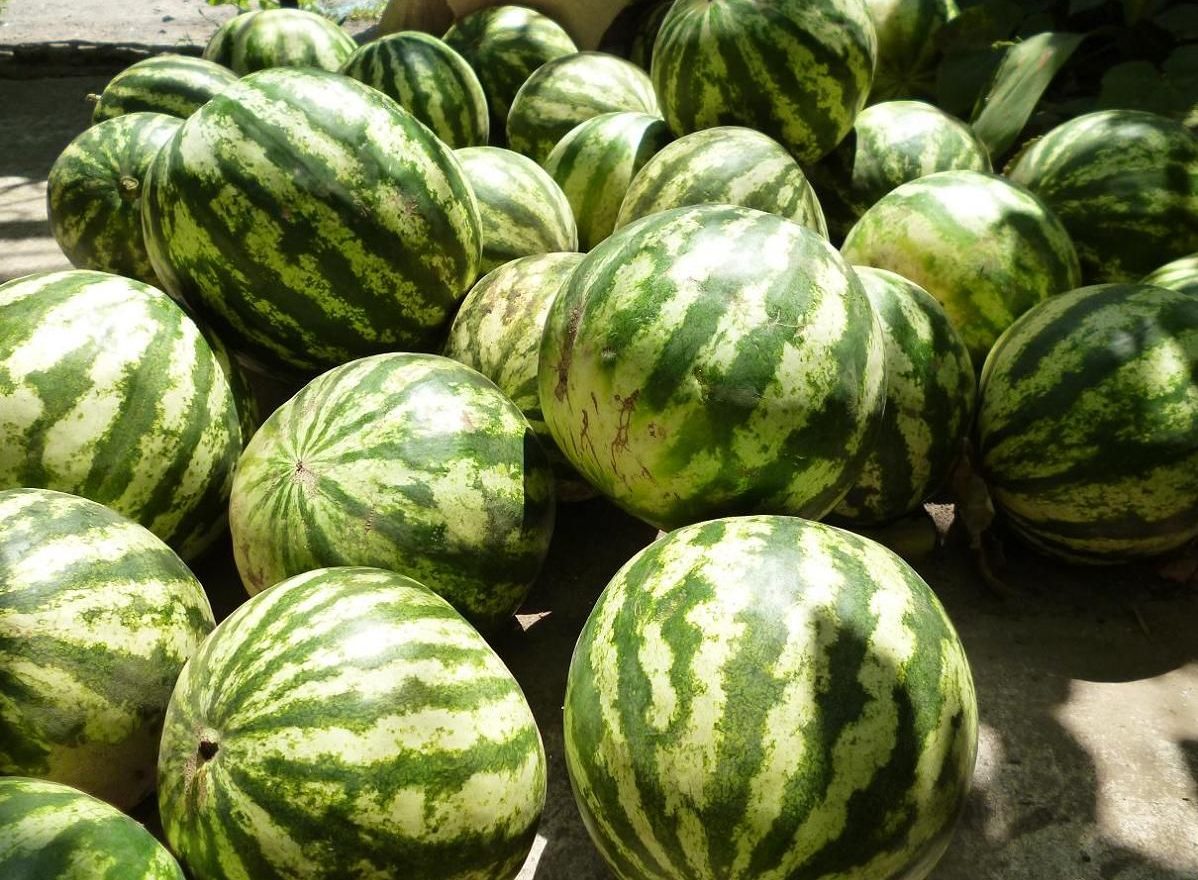 Raccolto di anguria
